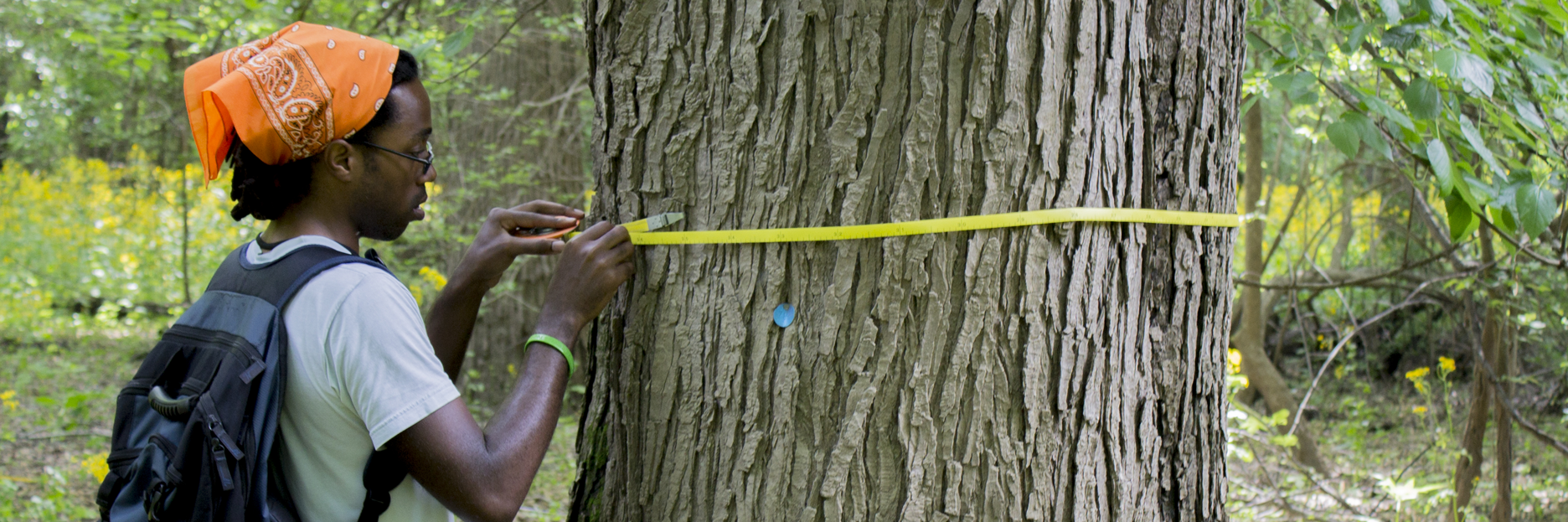 person measuring a tree